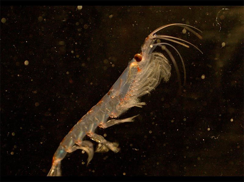 Wie Krill in der Antarktis den Winter übersteht - Natur - derStandard ...