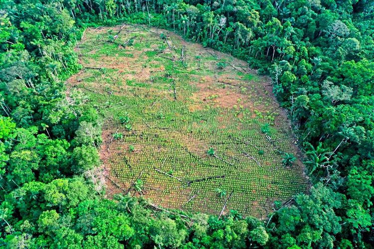 Ein Kakaofeld im Regenwald in Kolumbien