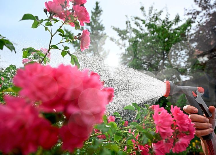 Nahaufnahme von rosa Blumen, diese werden mit dem Gartenschlauch inklusive Sprühaufsatz gegossen, den jemand in der Hand hält