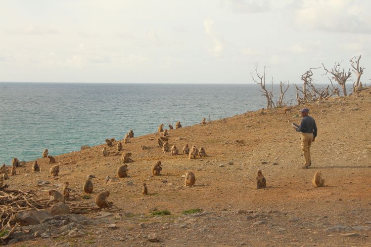 Ein Schwarzer Forscher in beigefarbener Hose, blauem Hemd und Baseballkappe betrachtet in karger Landschaft vor dem Meer eine große Gruppe an Makaken und hält in einer Hand ein Tablet, Klemmbrett oder ähnliches.