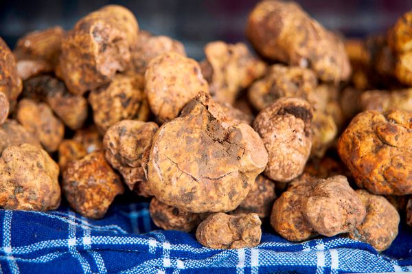 Wei-e-Tr-ffel-kam-in-Italien-f-r-110-000-Euro-unter-den-Hammer