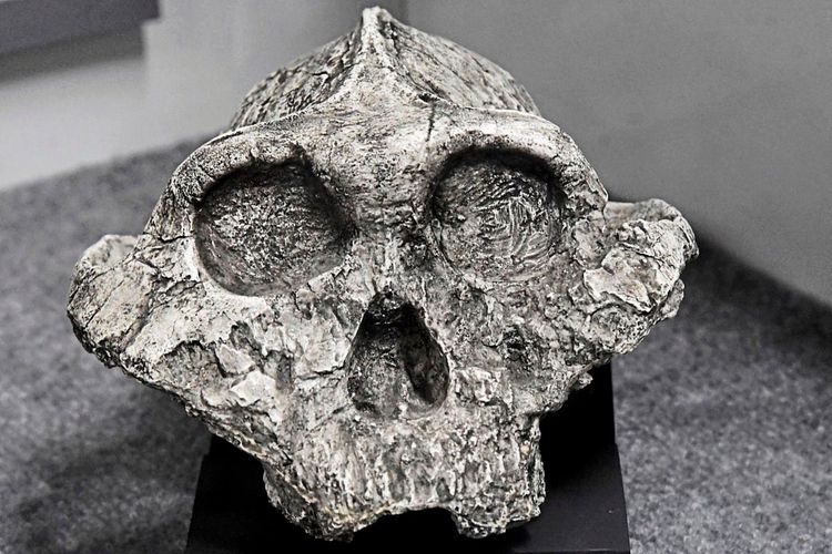 Nachbildung eines fossilen Schädels von *Paranthropus boisei* mit ausgeprägtem Scheitelkamm, breiten Jochbögen und großen Backenzähnen, die auf eine starke Kiefermuskulatur hinweisen.