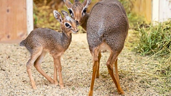 Nachwuchs-bei-Mini-Antilopen-im-Tiergarten-Sch-nbrunn