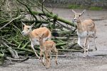 Antilopenjungtier in Tiergarten erschossen
