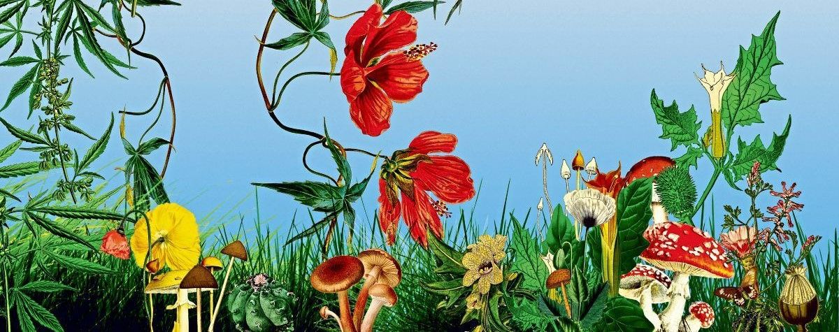Narrische Flora: Welche Pflanzen und Pilze uns berauschen können