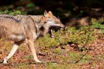 In Osttirol zum Abschuss freigegebener Wolf wurde erlegt b9bd353e c83b 40bb be38 5a43e4f6750f
