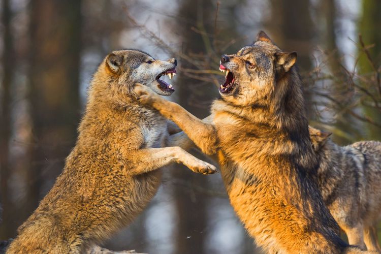 Wölfe, die kämpfen