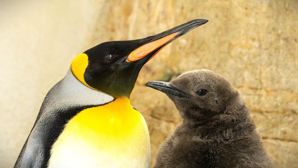 Zoo-Sch-nbrunn-freut-sich-ber-K-nigspinguin-K-ken-im-Doppelpack