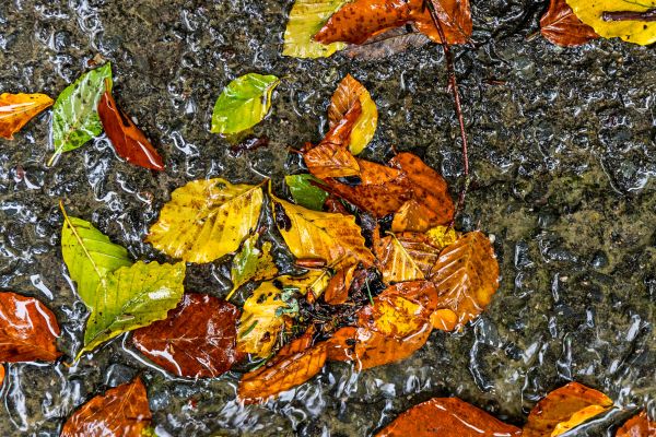 Mildem-Herbstwetter-zu-Wochenbeginn-folgt-Sturmtief-mit-Regenschauern