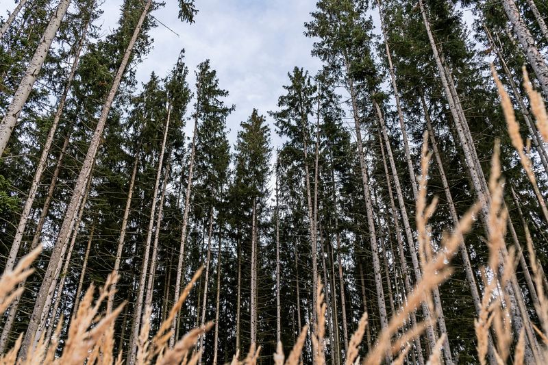 Sieht Österreich vor lauter Fichten den Wald nicht mehr?