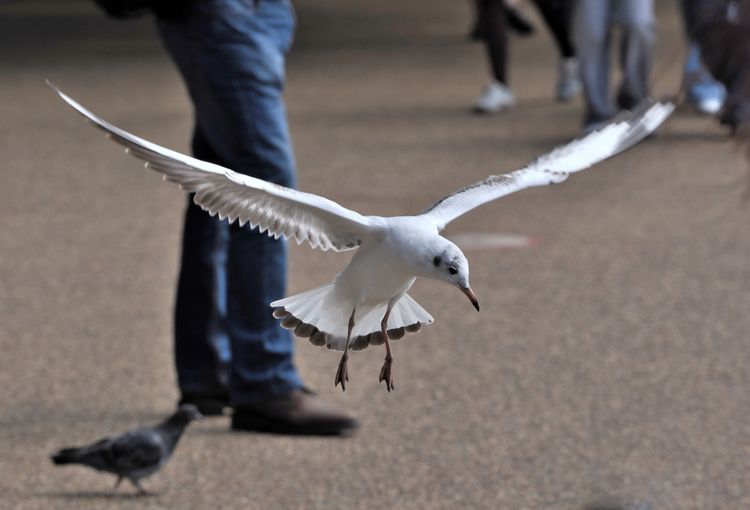 Das Bild zeigte einen weißen Vogel, der knapp über dem Boden fliegt. Im Hintergrund sind die Beine von mehreren Menschen zu sehen. Es handelt sich um eine Möwe, die auf der Suche nach Futter wenig Scheu vor Menschen zeigt.