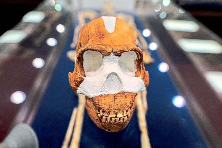 Rekonstruierter Schädel einer ausgestorbenen Menschenart