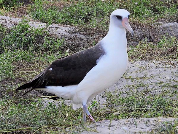 Wisdom-der-lteste-bekannte-Wildvogel-der-Welt-ist-wieder-da