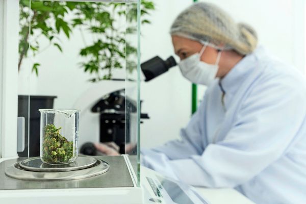 Sollte-es-in-sterreich-eine-Debatte-ber-Cannabislegalisierung-geben-