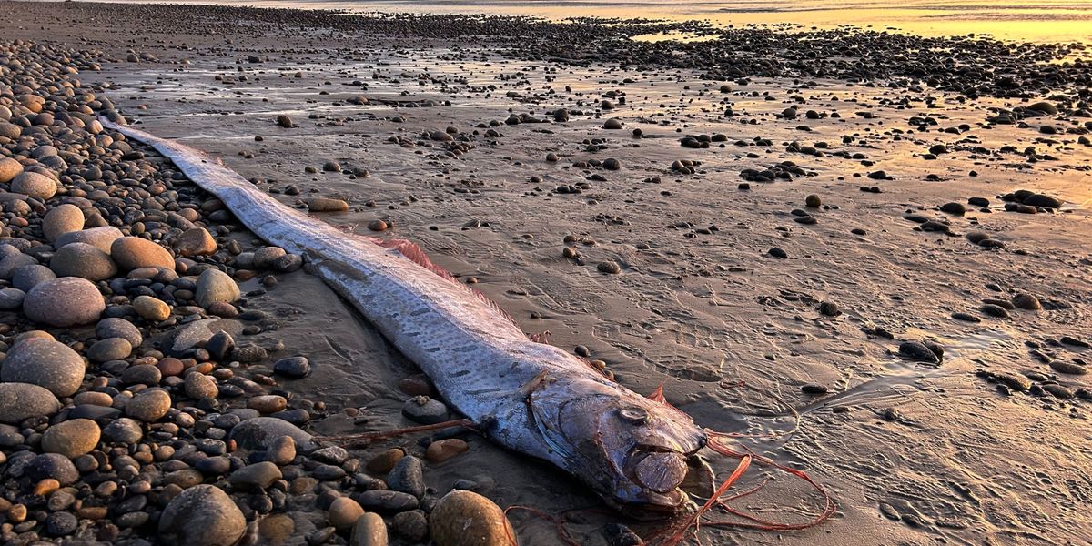 Dritter "Doomsday"-Fisch an der Küste von Kalifornien angeschwemmt