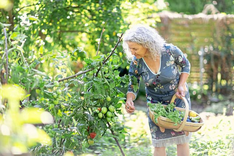 Frau mit grauweißen Locken in blauem Blumenkleid erntet im Garten Gemüse