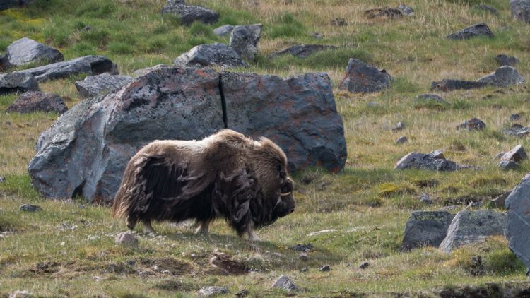 Knapp 40.000 Moschusochsen soll es auf Grönland geben. Die Tiere wirken respekteinflößend.