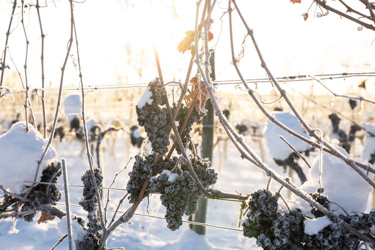 Weintrauben im Schnee
