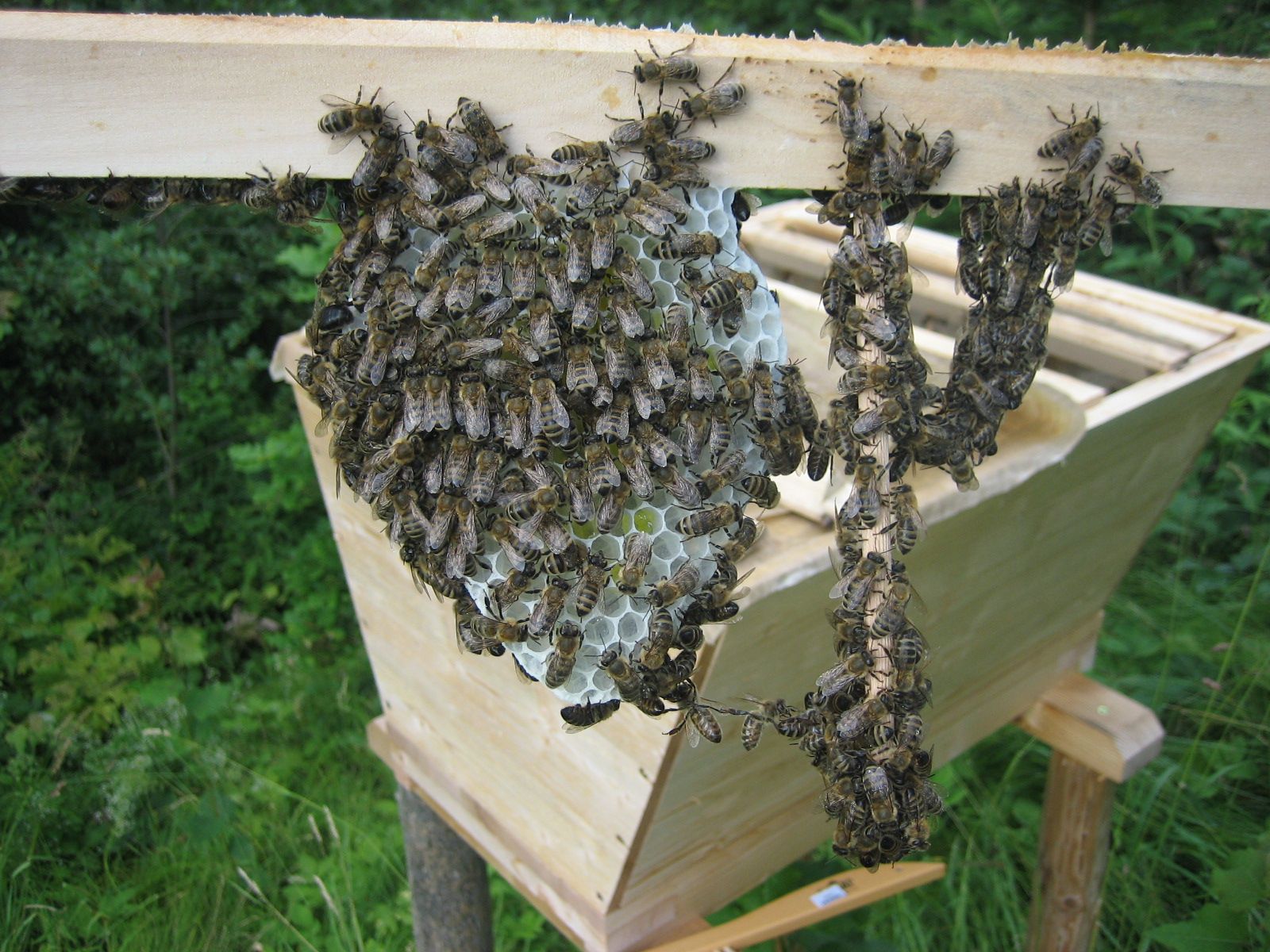 Artgerechte Bienenhaltung Glückstanz in der SumsiWiege Ökologie