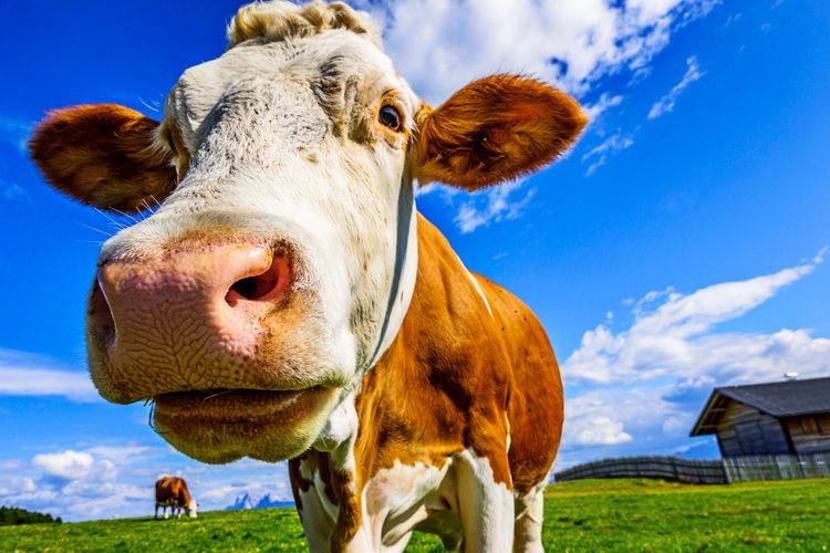 Schmeckt wie Milch, schumt wie Milch  aber kommt aus dem Bioreaktor -  Zukunft - derStandard.de  Wissen und Gesellschaft