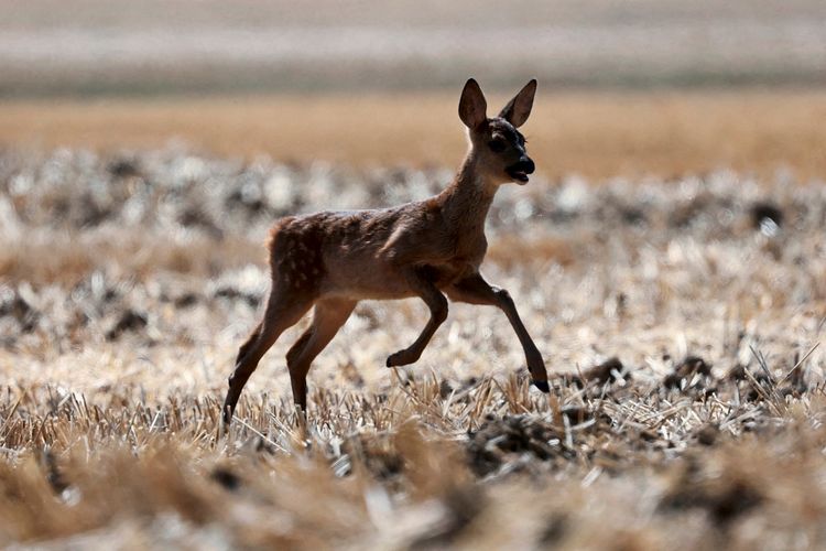 Ein Rehkitz läuft über ein abgeerntetes Feld in Allonnes nahe Chartres, während Dürrebedingungen nach einer Hitzewelle und Wasserknappheit in weiten Teilen Frankreichs zunehmen.
