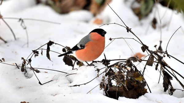 Ein-gar-scheuer-Gast-im-Garten-Der-Gimpel
