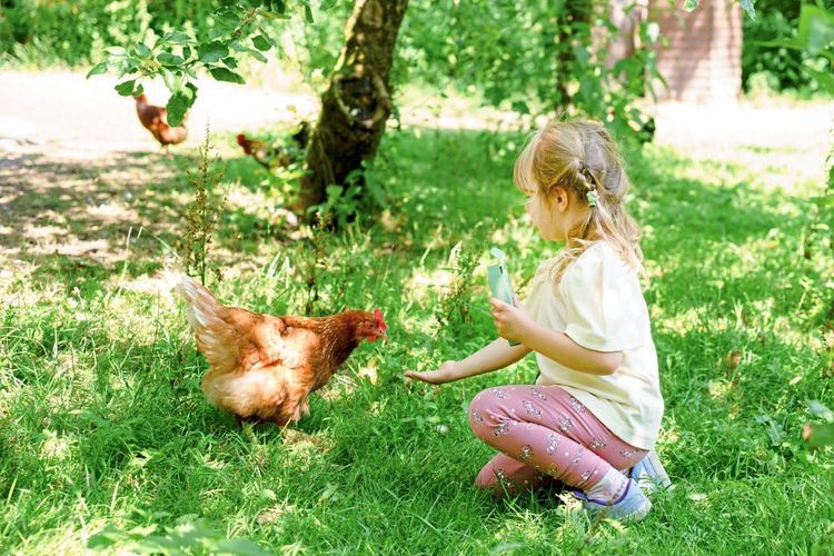 Ein Mädchen füttert Hühner inmitten einer Bauernhof-Umgebung