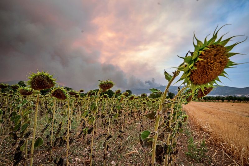 Hitzeextreme haben sich in Österreich und Europa verzehnfacht