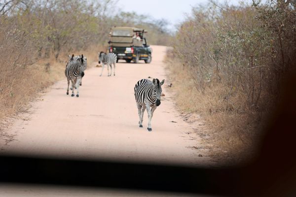 Zwei-tote-Safari-Touristen-in-S-dafrika-entdeckt