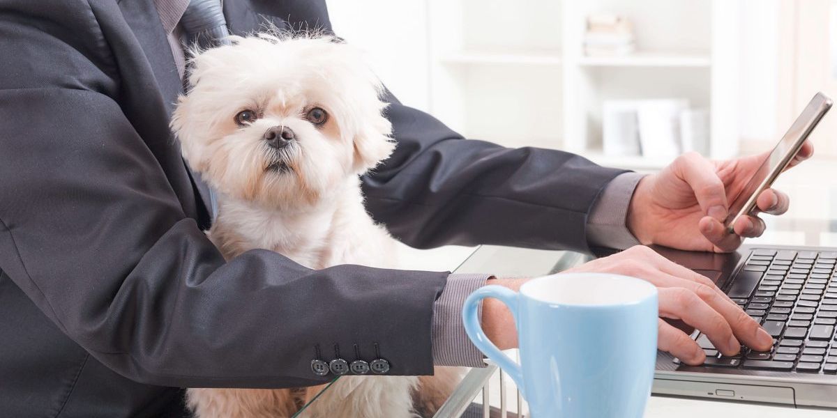 Hund im Büro: Willkommen oder unerwünscht? - Karriereforum derStandard.at Karriere
