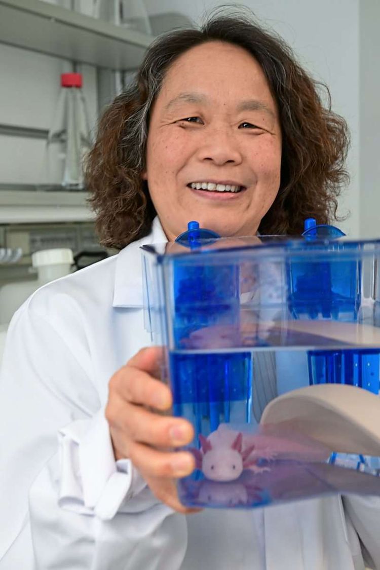 Elly Tanaka, die neue Direktorin des IMBA, hält einen Wasserbehälter, in dem ein rosafarbenes Axolotl sitzt.