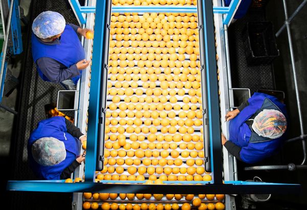 Wie-Trump-die-wei-en-Farmer-in-S-dafrika-ruiniert