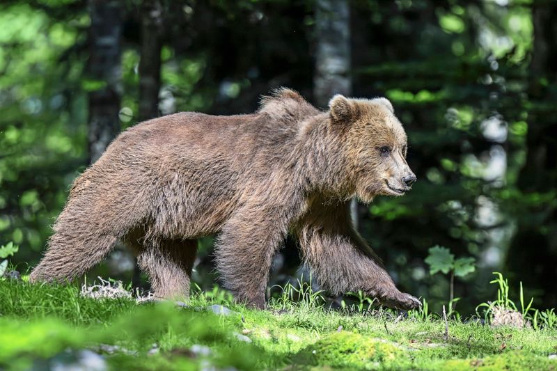 Tourist in Rumänien von Bär getötet