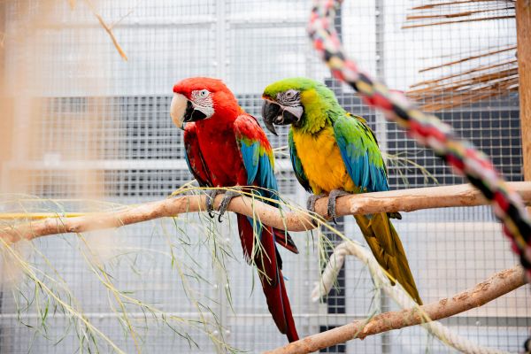 Papageienschutzzentrum-sucht-neue-Bleibe-Es-ist-eins-vor-zw-lf-