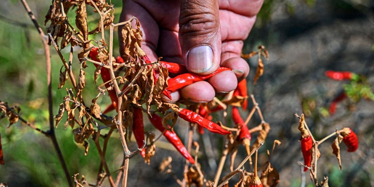 Neue Entdeckung bringt Wende in Messung der Chilischärfe