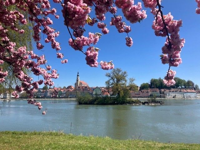 Blick über einen Fluss auf eine Stadt, ins Bild hängen blühende Äste eines Baumes.