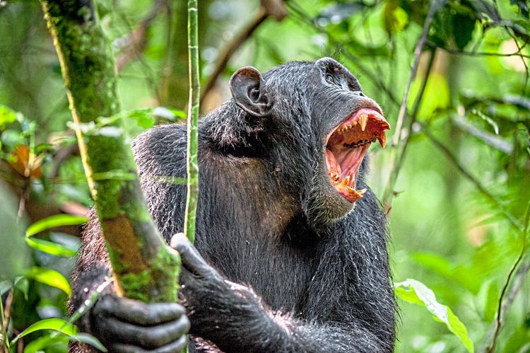 Schimpanse schreit, wütend