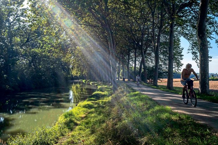 Touristen radeln auf einem von Bäumen gesäumten Weg entlang des Canal du Midi bei Sonnenschein. Der Kanal reflektiert das Licht, und die Szene ist von ländlicher Landschaft und schattenspendenden Bäumen geprägt.