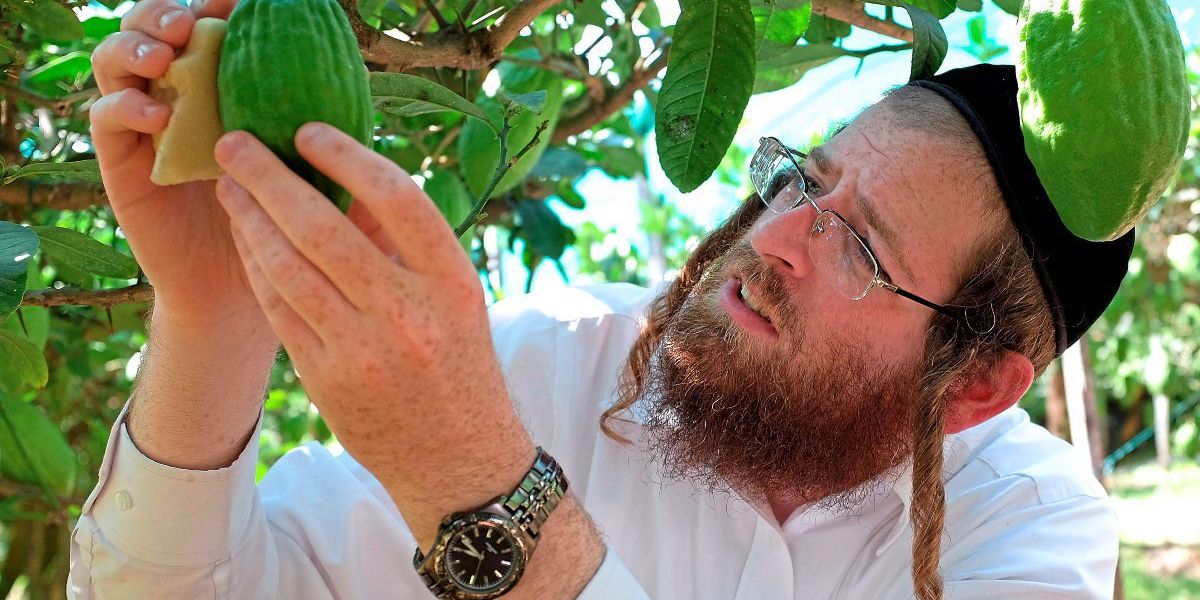 Wo der Apfel von Adam und Eva wächst International derStandard.de › International