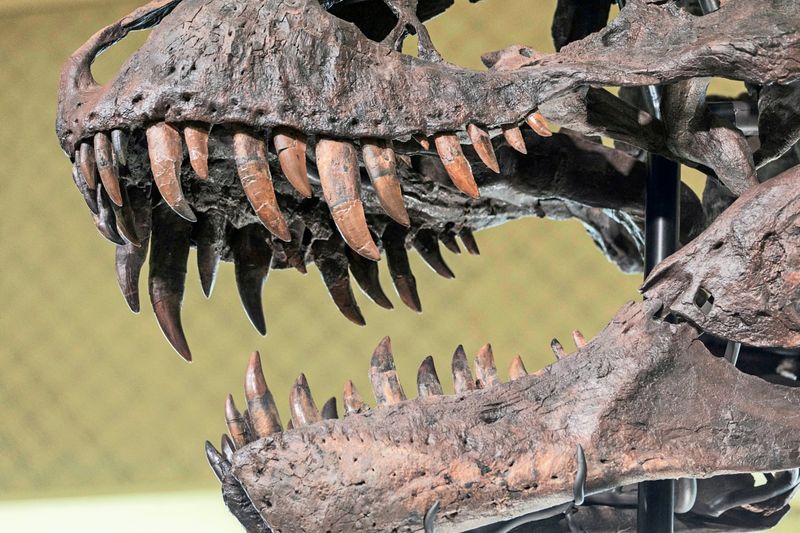 Frankreich gibt geraubtes Dino-Skelett an Mongolei zurück