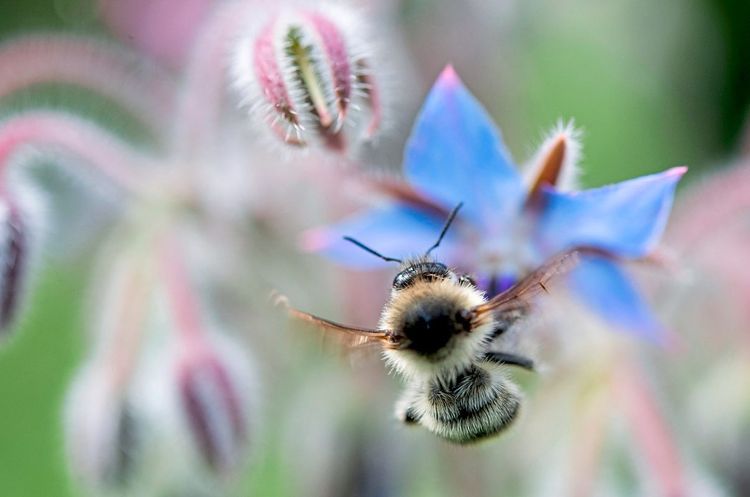 Deutsche Ministerin will mit 100 Millionen Euro Insektensterben