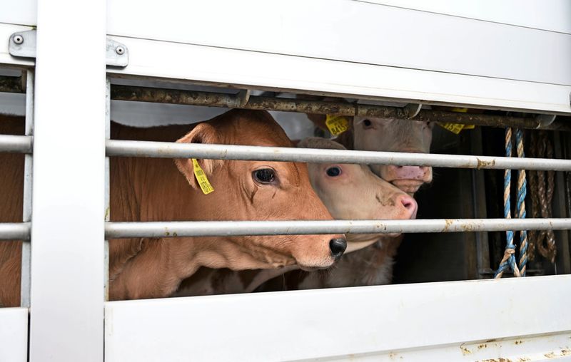 Unkontrollierte Rindertransporte von Österreich nach Algerien steigen massiv