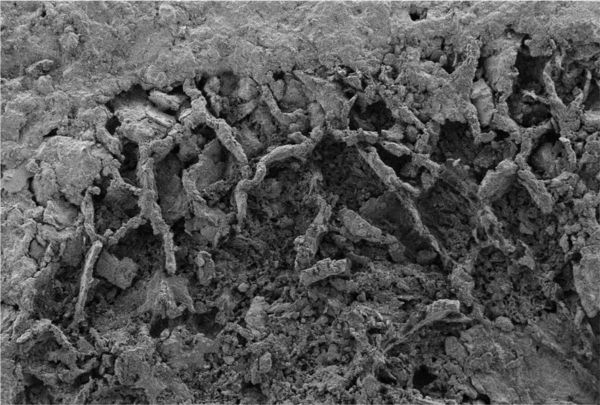 Foto: CC BY-NC 4.0: Bonneville et al.