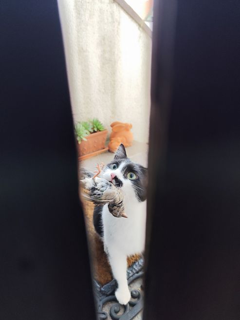 plug anal blog Wenn Haustiere zu Jägern werden: Katzen im Fokus der Forschung - Tierblog:  Wilde Nachbarn