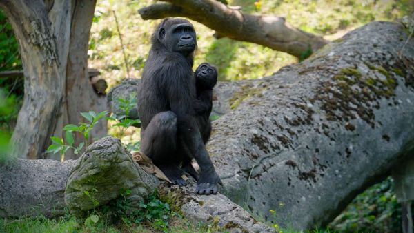 Gorillababy-im-Zoo-Schmiding-feierte-ersten-Geburtstag