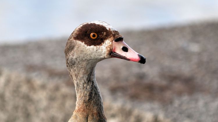 Das Bild zeigt den Kopf einer Gans mit rotem Schnabel. Sie hat große braune Augenflecken, die Augen selbst sind orangefarben. Der Rest des sichtbaren Gefieders ist in Erdfarben gehalten. Es handelt sich um eine Nilgans.