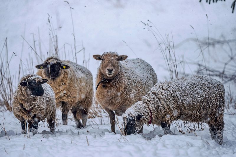 50 Schafe stürmten Supermarkt in Bayern