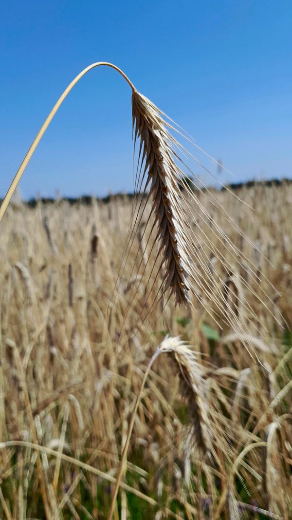 Roggen-aus-fr-heren-Zeiten-Die-Zukunft-alter-Sorten-steht-in-Br-ssel-auf-dem-Spiel