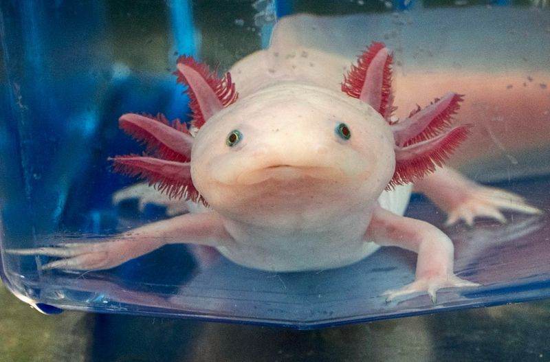 Axolotl-Superkraft: Wie lässt man Körperteile nachwachsen?
