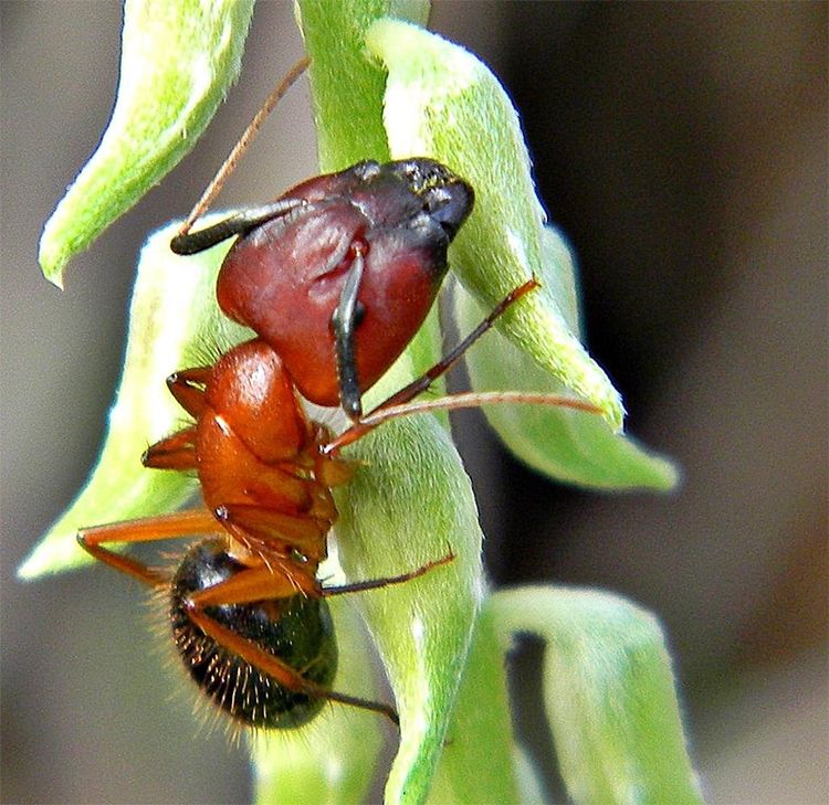 Florida-Holzameisen (Camponotus floridanus), große Arbeiterin